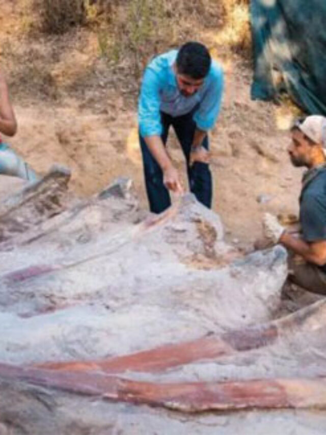 Man in Portugal discovers 82-foot-long dinosaur’s ribs in his backyard